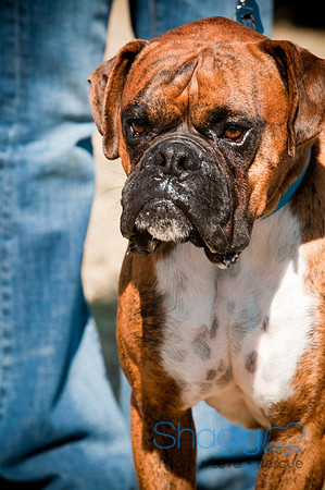 Richardson Pet Day-0411