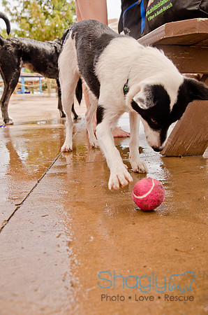 Wags and Waves 2011-232