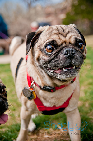Pug Love Fun Run-234