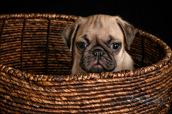 Baby Puggie Project-20