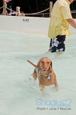 Wags and Waves 2011-257