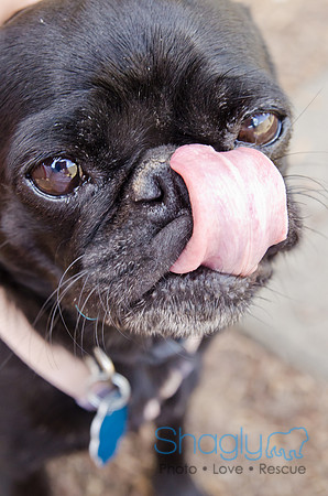 DFW Pug Rescue-Boarding Bunagalow-2