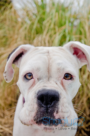 Wags and Waves 2011-320