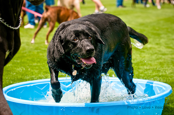 Dog Bowl 2010-23
