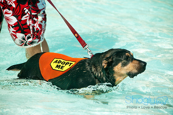 Wags and Waves-47