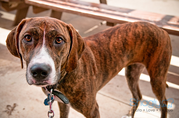 Wags and Waves-419