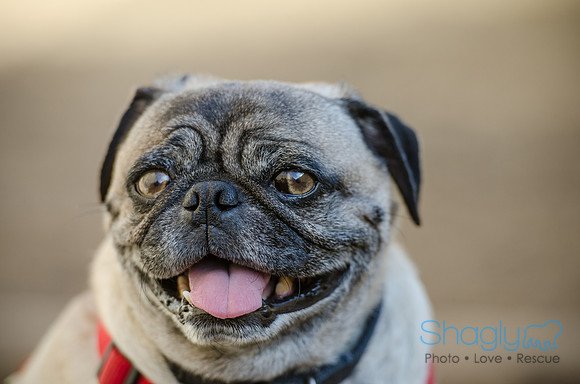 DFW Pug Rescue Boarding Bungalow-19