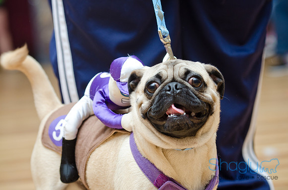 PugOween-54