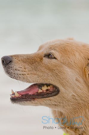 Wags and Waves 2011-498