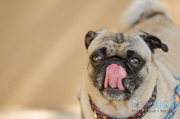 Shagly Photography-DFW Pug Rescue-34