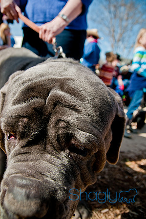 Krewe of Barkus 2011-151