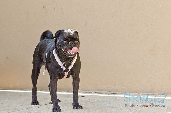 DFW Pug Rescue-Boarding Bunagalow-17