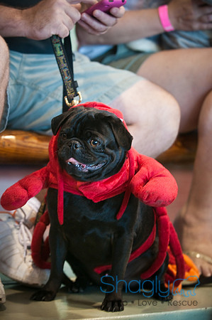 PugOWeen-3559