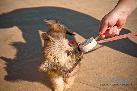Wags and Waves-10