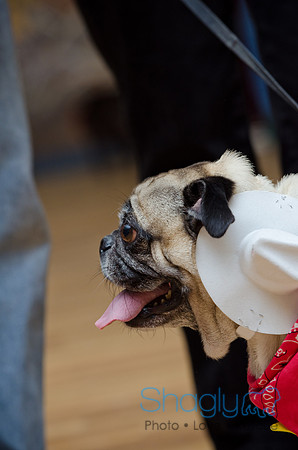 PugOween-204
