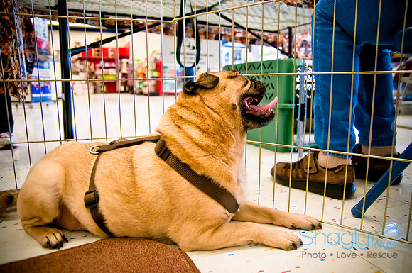 DFW Pug Rescue-10