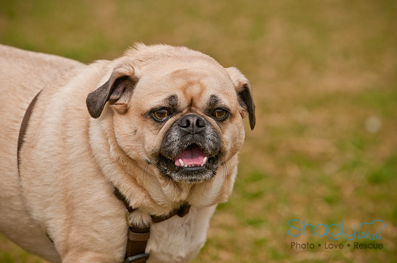 Pug Love Fun Run-83