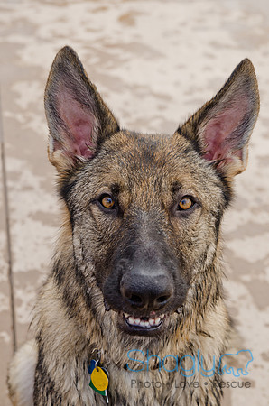 Wags and Waves 2011-374