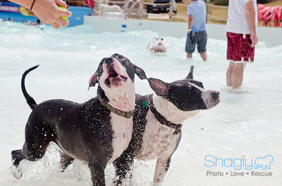 Wags and Waves 2011-287