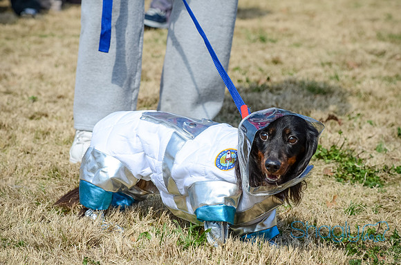 Krewe of Barkus 2012-63