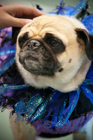 PugOWeen-3303