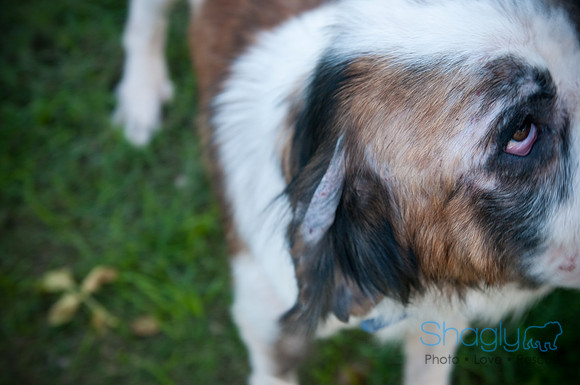 St.Clouds Rescue-0512