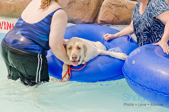 Wags and Waves 2011-311