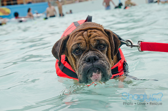 Wags and Waves 2011-369