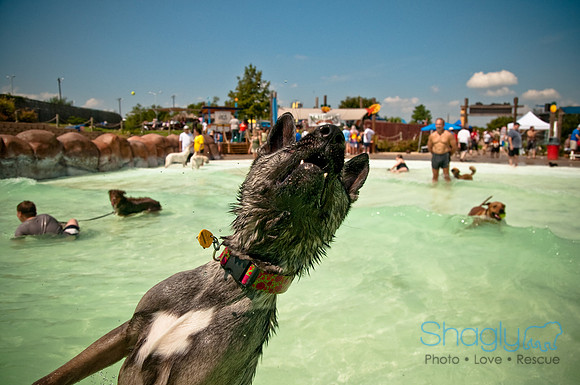 Wags and Waves-356