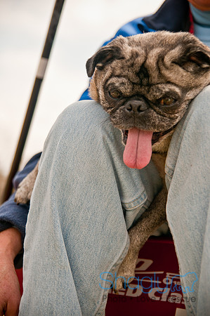 Pug Love Fun Run-250