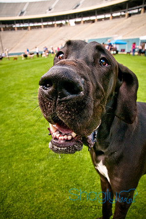 Dog Bowl 2010-103