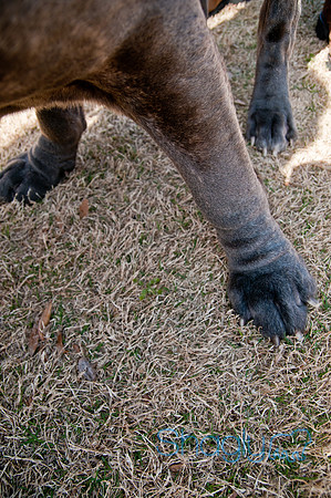 Krewe of Barkus 2011-152