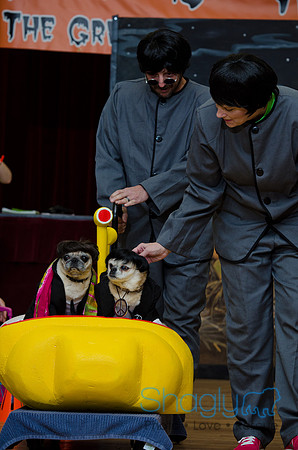 PugOween-197