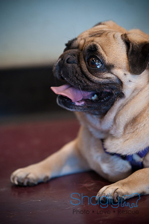 PugOWeen-3706