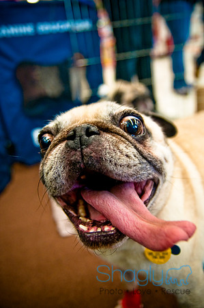 DFW Pug Rescue-32