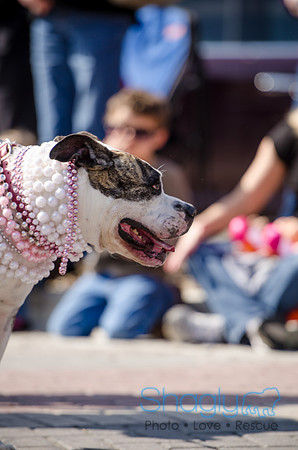 Krewe of Barkus 2012-190