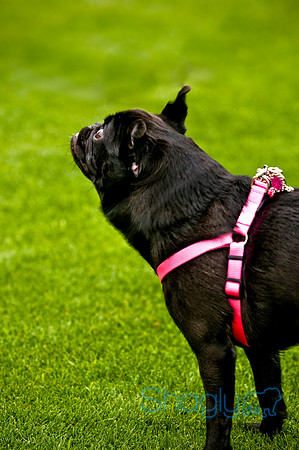 Dog Bowl 2010-43