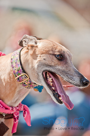 Krewe of Barkus 2011-114