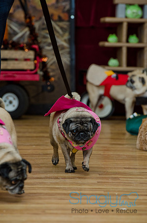 PugOween-241