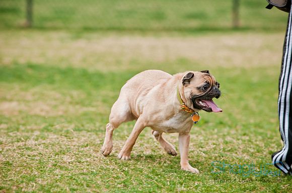 Pug Love Fun Run-118