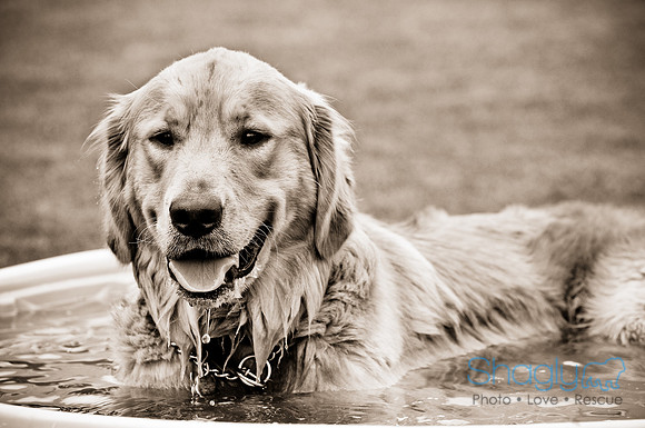 Dog Bowl 2010-35