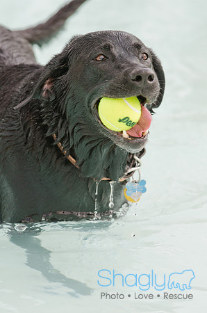 Wags and Waves 2011-486