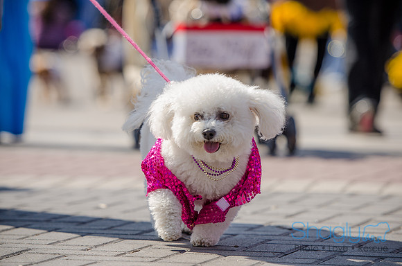 Krewe of Barkus 2012-232