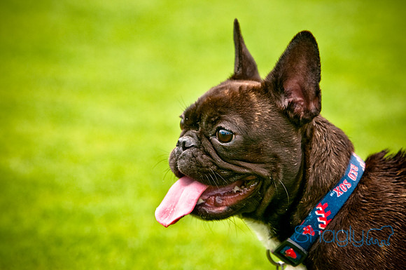 Dog Bowl 2010-62