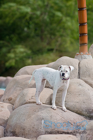 Wags and Waves 2011-123