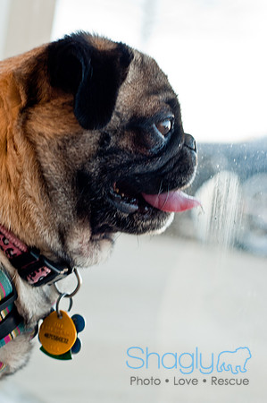 DFWpugrescue-liveattheboardingbugalow-11