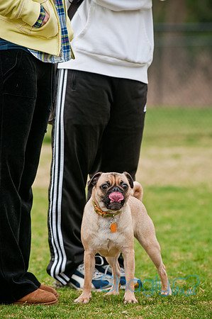 Pug Love Fun Run-122