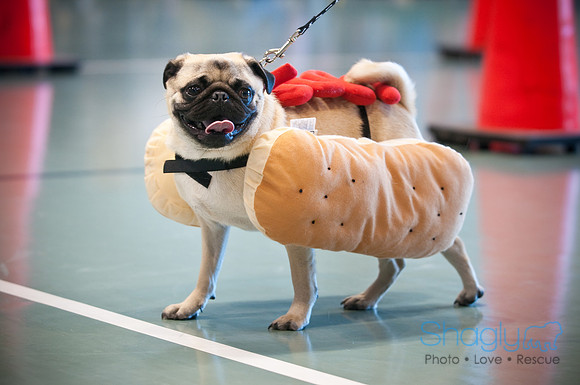 PugOWeen-2878