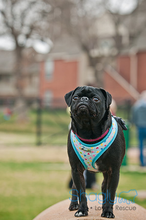 Pug Love Fun Run-106