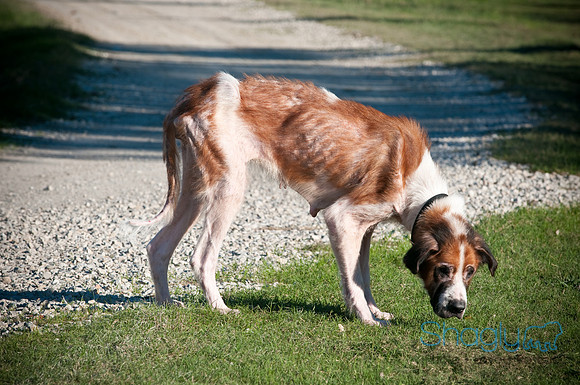 St.Clouds Rescue-0431